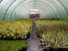 poulshot Nurseries