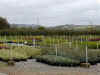 poulshot Nurseries